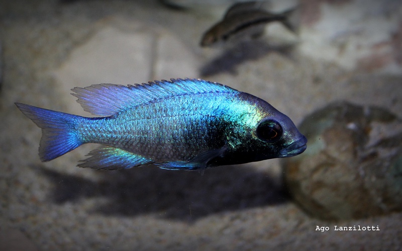 Placidochromis sp. 'phenochilus gissel' Border